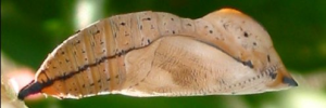 Pupae Side of Leafwing - Doleschallia bisaltide australis
